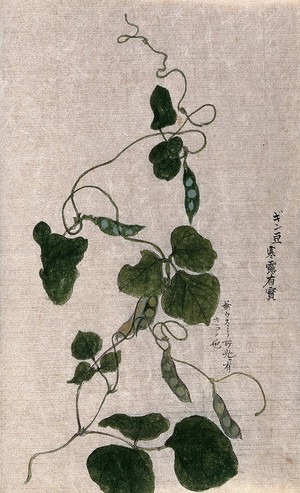view A climbing plant, possibly in the Cucurbitaceae family: flowering stem. Watercolour.