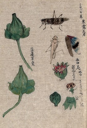 Fruit and floral segments of a plant of the Papaveraceae family and a grasshopper. Watercolour.