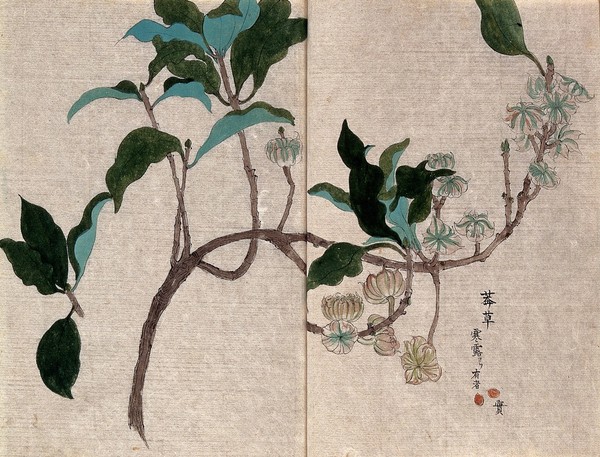 Cacao plant (Theobroma cacao): fruiting branch with separate leaves and seeds. Watercolour.