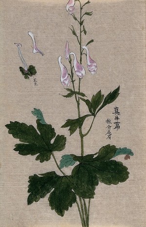 view A plant, possibly a Corydalis species: flowering and fruiting stem with floral segments. Watercolour.