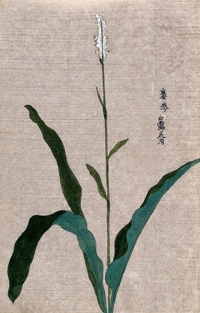 A flowering plant stem. Watercolour.
