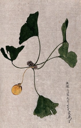 Maidenhair tree (Ginkgo biloba): branch with leaves and a fruit. Watercolour.