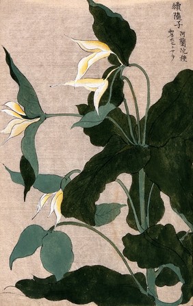 A plant, possibly a Trillium species: flowering stem with large white flowers. Watercolour.