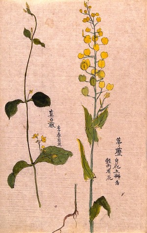 view Two plants: herbaceous stems with yellow flowers. Watercolour.
