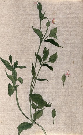 A plant, possibly of the Acanthaceae family: flowering stem with separate flowers. Watercolour.