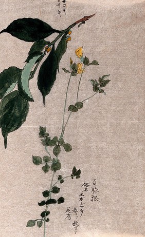 Two plants, a flowering trefoil (Lotus species) and a fruiting Styrax species. Watercolour.