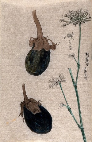 view Two aubergine fruits (Solanum melongena) and an umbelliferous plant stem. Watercolour.