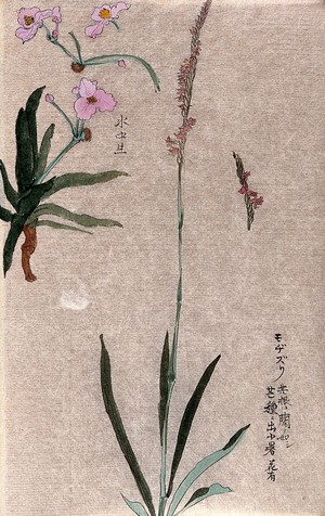 view Two plants: herbaceous stems with pink flowers. Watercolour.