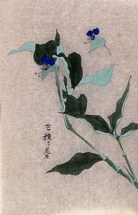 A dayflower (Commelina species): flowering stem with separate flower. Watercolour.