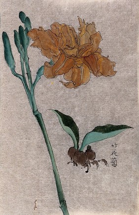 A liliaceous plant: large flowering stem and clump of bulbs. Watercolour.