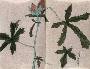 view A plant of the Malavaceae family, possibly a hollyhock (Alcea rosea): fruiting stem with palmate leaves. Watercolour.