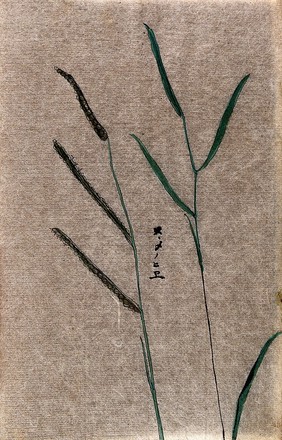 Barnyard millet (Echinochloa frumentacea): seedheads and leafy stem. Watercolour.