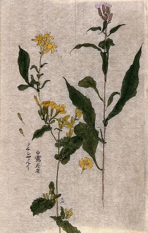 view Three plants, one of the Compositae family: flowering stems with pink and yellow flowers. Watercolour.