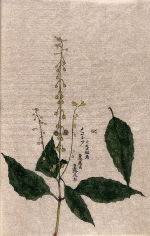view A plant, possibly of the Rubiaceae family: flowering and fruiting stem with separate leaf. Watercolour.