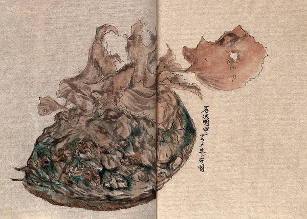 An abalone shell covered in flaky brown seaweed. Watercolour.