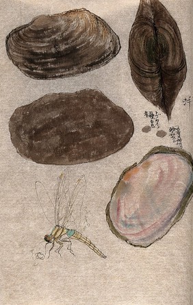 Four mussel shells, one with the contents exposed, and a dragonfly. Watercolour.