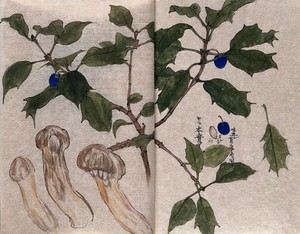 view A branch of holly (Ilex species) with blue berries and three ito mushrooms (Armillaria matsutake). Watercolour.