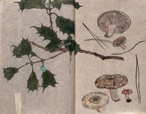 view A branch of holly (Ilex species), five mushrooms and some pine needles. Watercolour.