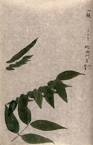 view Leaves and single leaflets of a plant, possibly a Cassia species. Watercolour.