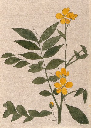 view A plant, possibly a Cassia species: flowering stem. Watercolour.