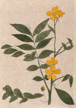 A plant, possibly a Cassia species: flowering stem. Watercolour.