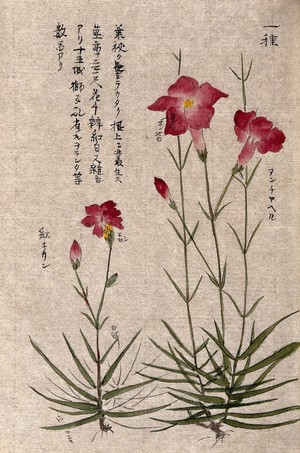 view A plant, possibly a pink (Dianthus species): two flowering stems. Watercolour.