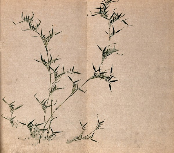 A bamboo plant: leafy stems. Watercolour.