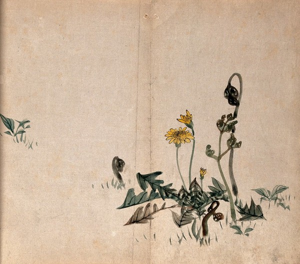A dandelion (Taraxacum species): flowering plant growing with young ferns. Watercolour.