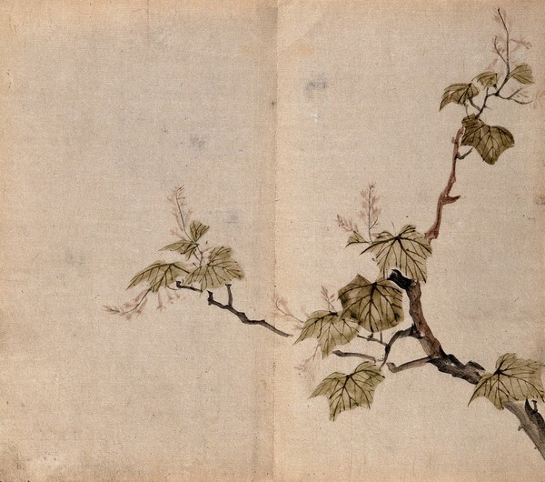 A woody vine: flowering stem with leaves. Watercolour.