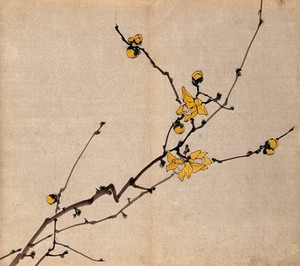 view A flowering shrub: branch with yellow flowers on old wood. Watercolour.