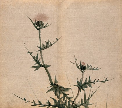A thistle (Cirsium species): flowering stem. Watercolour.