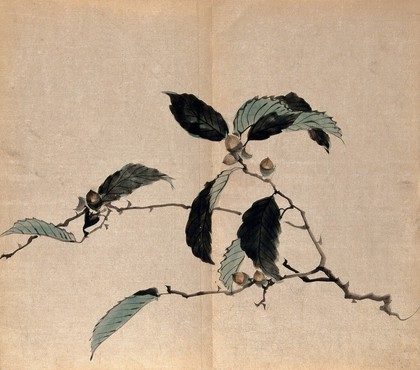 Japanese oak (Quercus mongolica): tree branch with acorns. Watercolour.