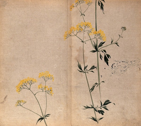 A bedstraw plant (Galium species): flowering stems. Watercolour.