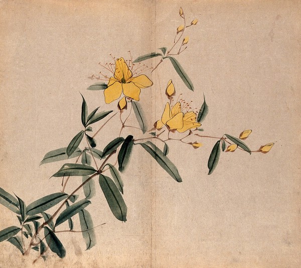 A plant, possibly an Hypericum species: flowering stem. Watercolour.