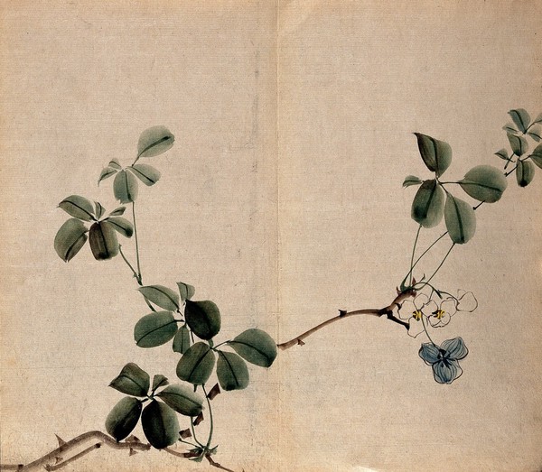 A flowering shrub: woody stem with white flowers. Watercolour.