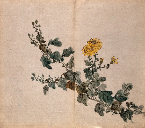 A plant, possibly a chrysanthemum: flowering stem. Watercolour.