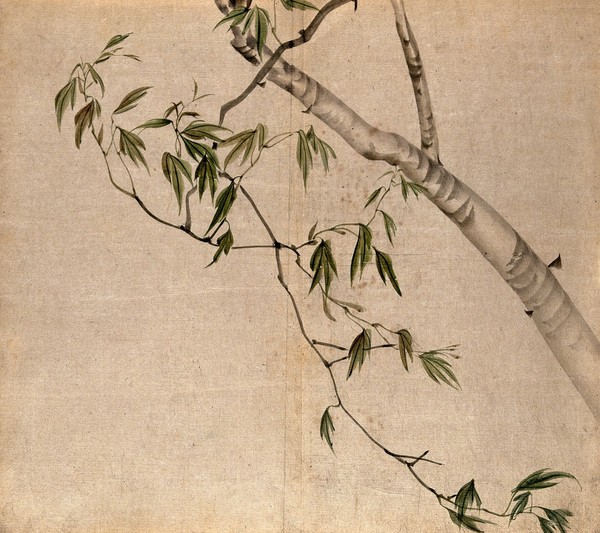 Japanese maple (Acer palmatum): branch with leaves. Watercolour.