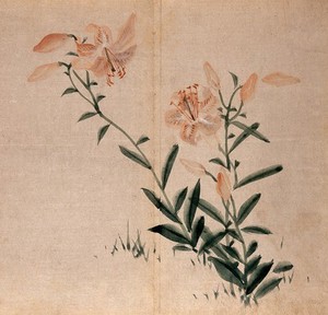 view A lily (Lilium species): flowering plant. Watercolour.