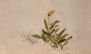 view A grassland plant with yellow flowers. Watercolour.