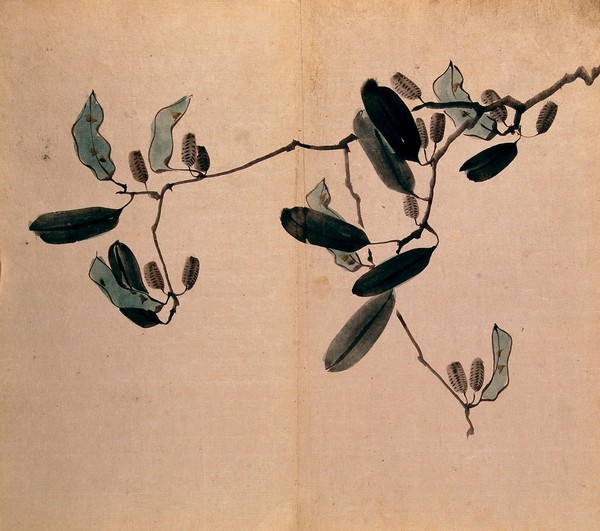 A shrub or liane, possibly an Akebia species: branch with grey fruit. Watercolour.