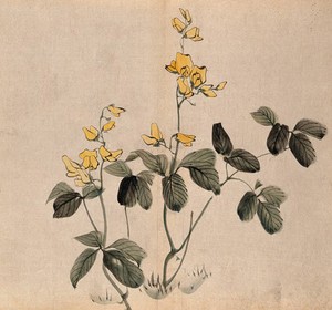 view A leguminous plant: two stems with yellow flowers. Watercolour.