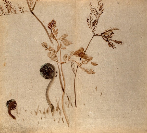 Bracken plants (Pteridium aquilinum): both young and old fronds. Watercolour.