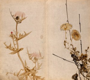 view Two plants of the Compositae family: a flowering thistle (left) and yellow chrysanthemum (right). Watercolour.