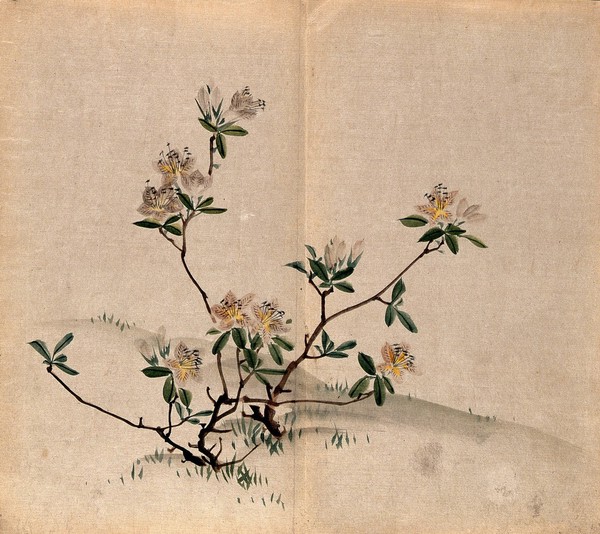 A rhododendron (Rhododendron indicum): small flowering shrub in grassland. Watercolour.