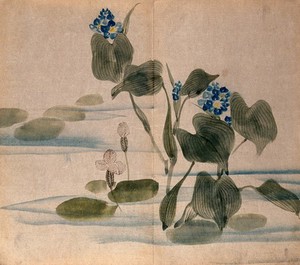 view Two aquatic plants, one a water hyacinth (Eichhornia crassipes): flowering stems and leaves in water. Watercolour.