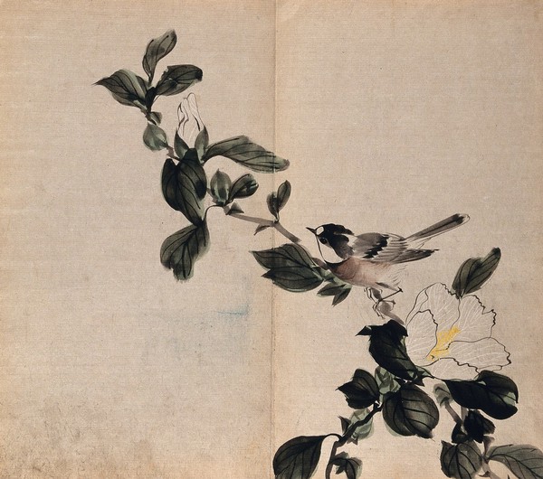 A coal tit on the flowering branch of an Hibiscus plant. Watercolour.