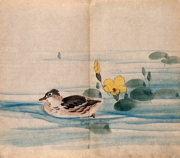 A duck and flowering water lily (Nymphaea species) in water. Watercolour.