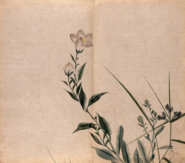 A campion plant (Silene species): flowering stem. Watercolour.