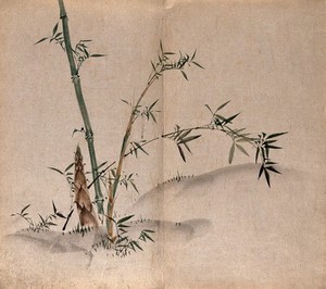 view A bamboo plant: leafy stems and new shoots in grassland. Watercolour.