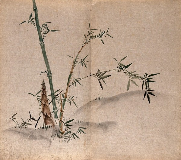 A bamboo plant: leafy stems and new shoots in grassland. Watercolour.